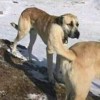 访客