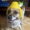 访客