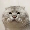 访客