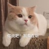 访客