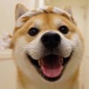 访客