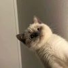 访客