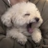 访客