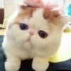 访客