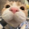 QQ