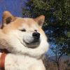 访客