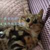 访客