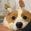 访客
