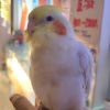 访客