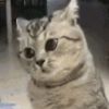 访客